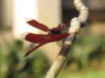 16574IMG_5361.JPG