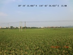 53863earlyrice_9.gps.jpg