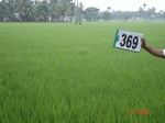 133160369b-irrigated-canal-rice-doublecrop-greengram-blackgram-thirdcrop.gif