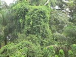 48660CIMG4997.JPG