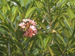 16583IMG_5370.JPG