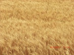 29603CIMG0871.JPG