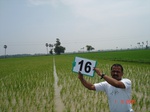 12621016b-irrigated-canal-rice-delta.gif