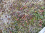 24991DSC00058.JPG