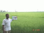75110335c-irrigated-canal-rice.jpg