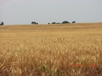 29453CIMG0736.JPG