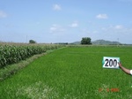 127270200c-irrigated-supplemental-groundwater-rice-dominant-maize-doublecrop.gif