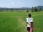 131570321a-irrigated-supplemental-tank-rice.gif