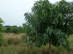 18546P1000382.JPG
