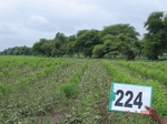 128010224a-rainfed-agriculture-mixedcrop-greengram-cotton-gram.gif