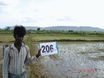127420206a-irrigated-canal-rice.gif