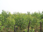 17389100_2075.JPG