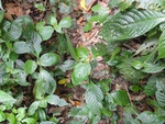 46842DSC02181.JPG