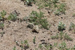 38831Canon Aug 1 107.jpg