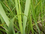 54394DSCN1674.JPG