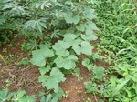 20052P1010903.JPG