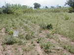 11979GT023_Cowpea_GuineeCorn.JPG