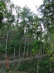 53523CIMG6868.JPG