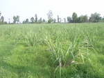 34620RIMG0087.JPG