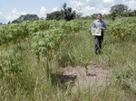 12313GT212_cassava_imperata.JPG