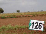 124650126c-irrigated-supplemental-groundwater-sunflower-doublecrop.gif