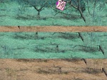 11646079-Irrigated-orchads-apple-b.jpg