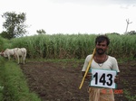 125290143b-irrigated-supplemental-groundwater-sugarcane.gif