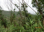 53363CIMG6658.JPG