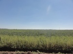 24698DSC01122.JPG