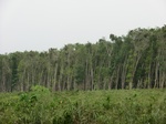 50540CIMG1169.JPG