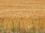 29662CIMG0945.JPG