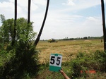 6291055d-irrigated-surfacewater-neyweli-rice-large-scale-doublecrop.jpg
