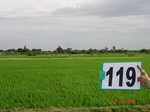 124410119a-irrigated-supplemental-tank-rice-single-crop.gif