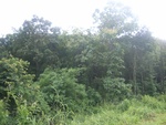33596RIMG0261.JPG