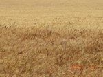 29870CIMG1363.JPG