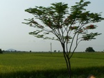 17394100_2080.JPG