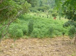 18482P1000318.JPG