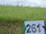 72660262b-rainfed-agriculture-mixed-crop-blackgram-dominant-sorghum-greenpeas.jpg