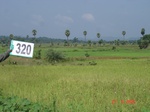 131560320c-irrigated-canal-rice.gif