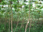 15394IMG_4244.JPG