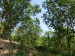 53282CIMG6549.JPG
