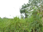 54987Berau (288).JPG