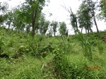 53671CIMG7049.JPG
