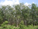 33712RIMG0330.JPG