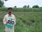 126600180d-irrigated-supplemental-groundwater-sugarcane-cotton-millet.gif