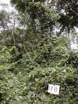 12278GT178_woodland.JPG
