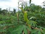 20061P1010912.JPG