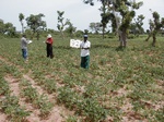 12090GT092_cowpea.JPG