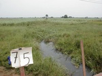12254GT075_marsh.JPG