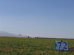 8122072-Irrigated (Surface water) green gram-b.jpg